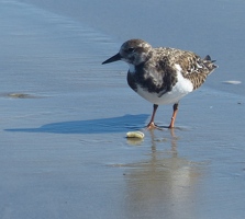 Ruddy Turnstone